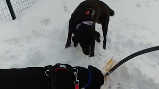 Dog Teaches Puppy How To "Help" Shovel The Snow