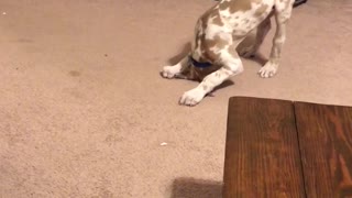 Puppy uses yoga move to chase his tail