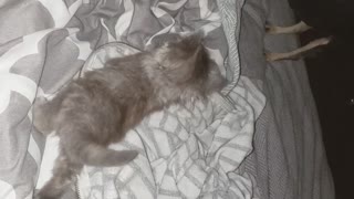 Chihuahua afraid of baby kitten