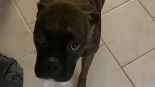 Doggo Has Guilt Written All Over Her Face