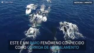 Baleias fazem fantástica corrida de acasalamento!
