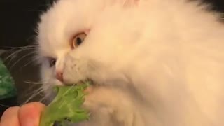Strange cat's favorite food is lettuce