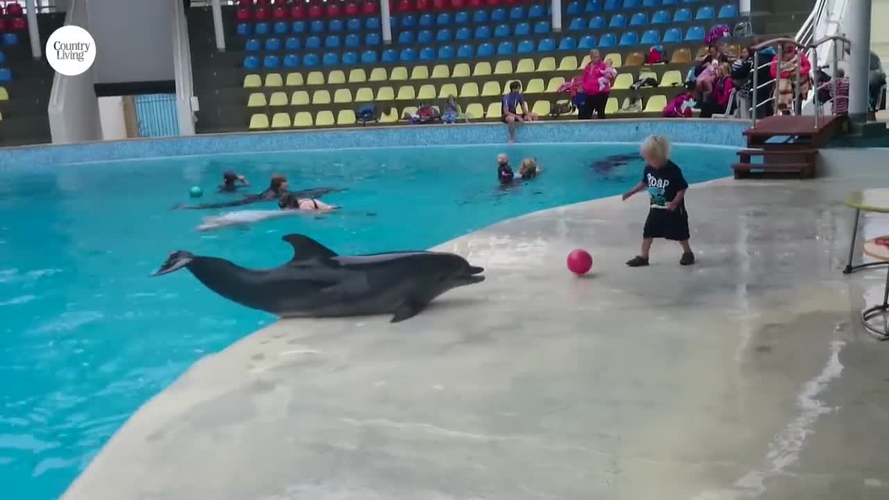 Adorable Toddler Plays Fetch With Playful Dolphin