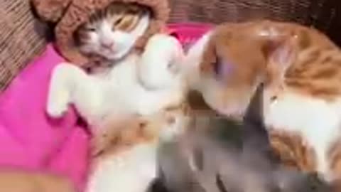 Cats pets video 2023 | animls video . 2023