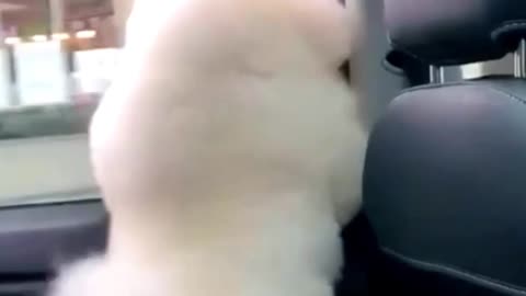 Cute white poodle dancing in the car/Just for entertainment