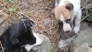 Amazing Babies Of dog