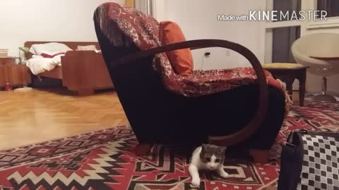 Funny kitten predator!