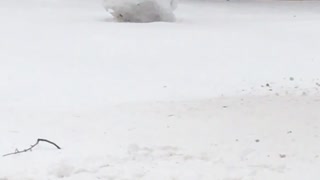 Snow Sculpture Steals Snowman's Spotlight
