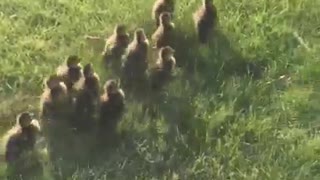 Ducklings Get Reunited With Mom Following Sewer Rescue