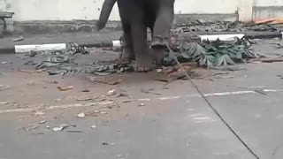 Elephant Funny Video