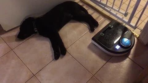 Puppy completely unfazed by robotic vacuum