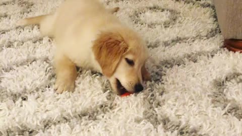 Golden Retriever puppy baffled by baby carrot