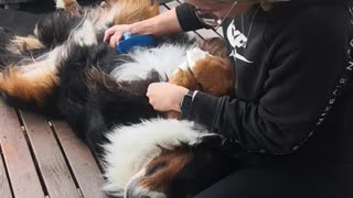Bernese Mountain Dog lies still for relaxing spa time