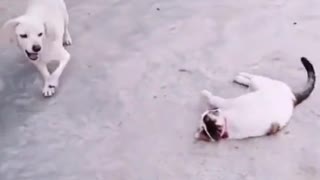 Cat vs Dog Which is a Actor? Amazing Rumble Videos