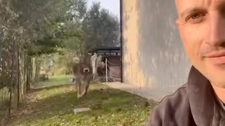Calf runs to his owner for a tasty treat