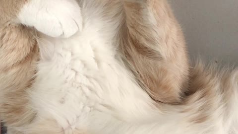 Close-up Of A Cream Beige Furred Cat Sleeping On Its Back