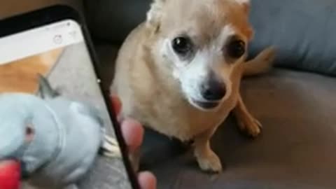 My doggie friend reacts to me whining