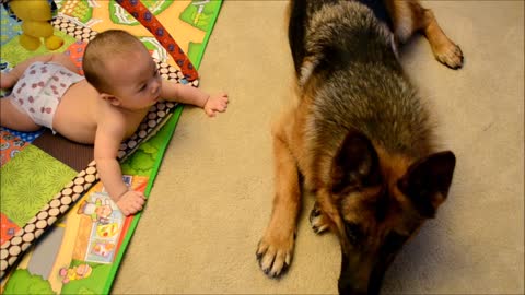 German Shepherd Puppy Dog and Cute Baby Dog Whisperer
