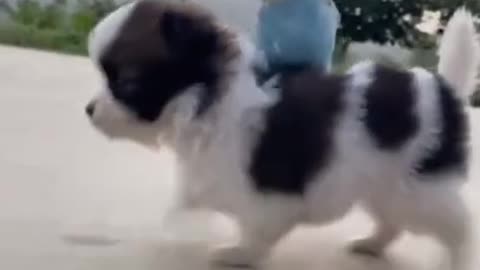 funny dog and bird video
