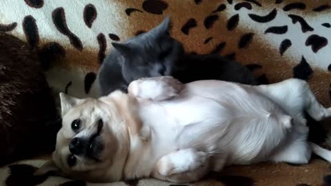The cat gently hugs and takes a bath to the dog