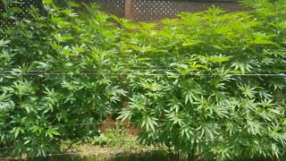 2021 Outdoor Cannabis Garden Tour | Garden Update [#11]