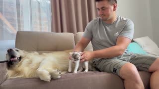 Golden Retriever Meets New Adopted Baby Kitten First Time