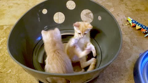 Playful Kittens Are Thrilled With Their New Toy