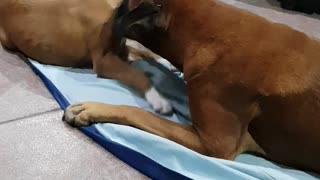 Boxers playing