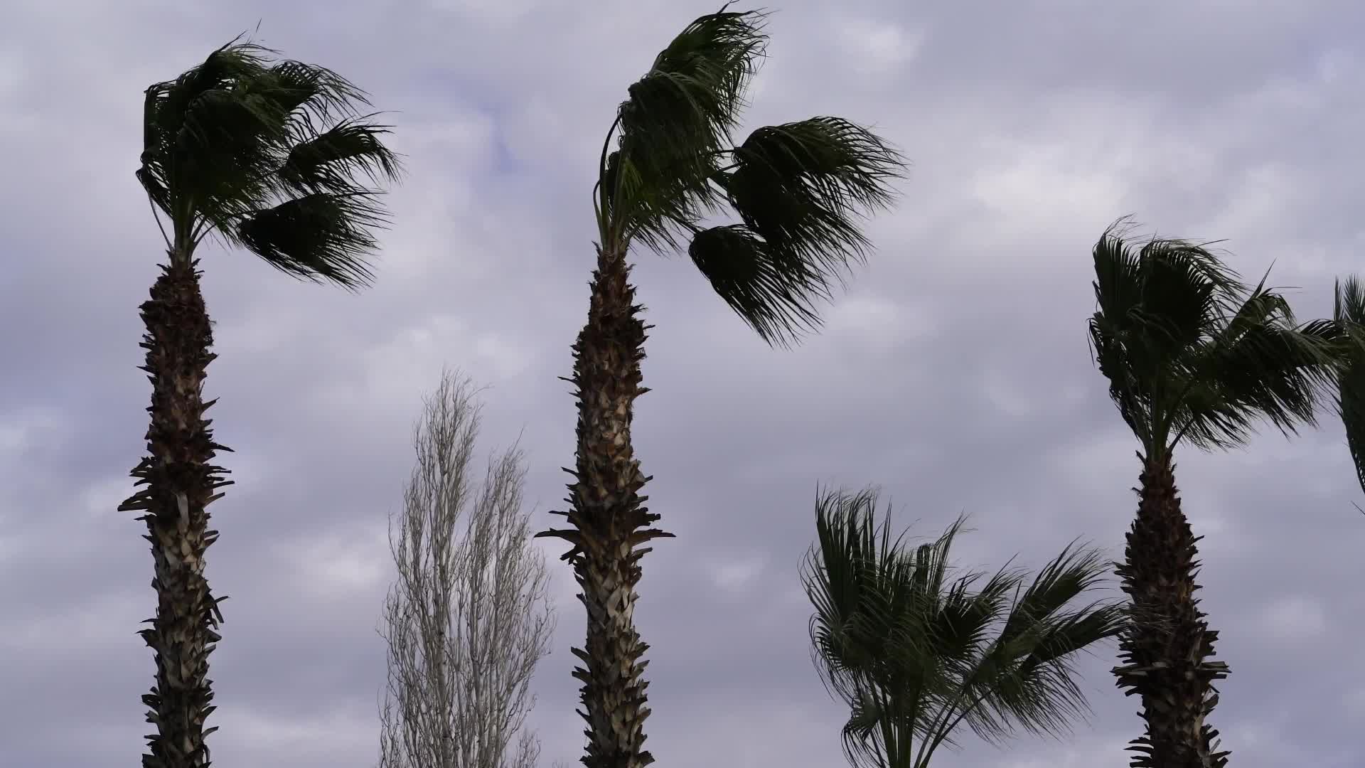 Пальмы видео. Пальма сильный ветер. Пальма на ветру. Пальма под ветром. Дерево в шторм.