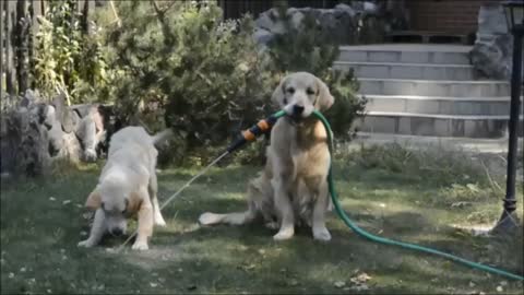 Golden Retriever holds water hose in mouth for puppy
