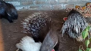 Porcupine family eating watermelon together
