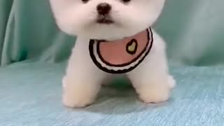 funny and cute little puppy