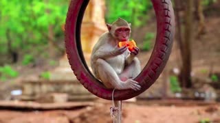 Monkey baby enjoys eating fruit