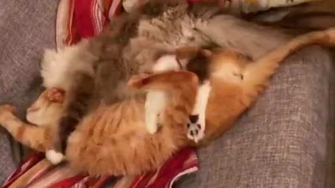 Cat love each other 1