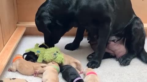 Mama dog brings her favorite toy for her puppies | Mom Love For Her Kids