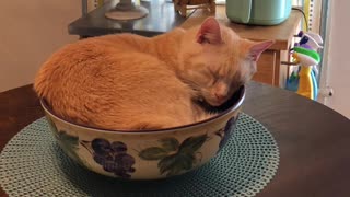Cat Sleeping in a Bowl on Kitchen Table