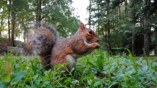 A squirrel eating hazelnuts is amazing speed