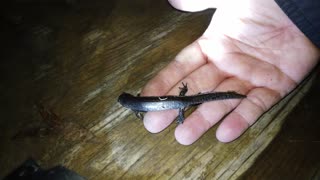 Small Mouth Salamander I caught herping last night
