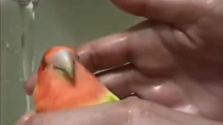 bathe adorable birds