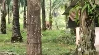 Terrifying video ,Elephant tried to attack the villagers