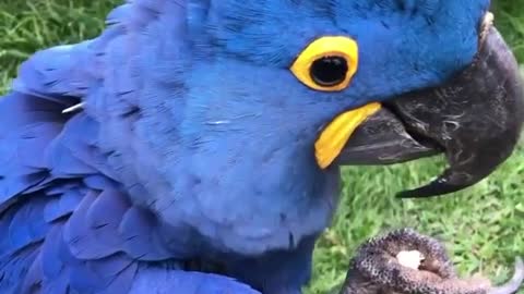 What a beauty (Hyacinth macaw)