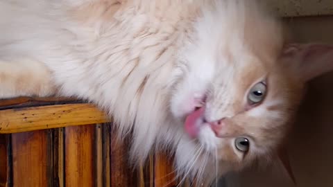 Smart kitty flawlessly uses water cooler