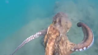 Amazing giant octopus hunting skill
