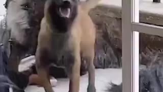funny animal video 6