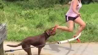 Funny Animals - who will fall first?