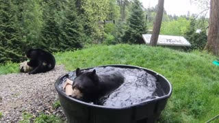 Black Bear Takoda Takes A Splashy Bath