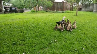 a flock of little ducklings