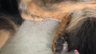 Dog Goes Crazy After Being Tickled