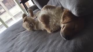 Adorable dogy moawing in the bed after good sleep