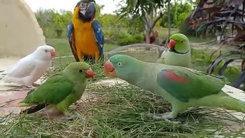 Talking Parrot Greeting Baby Parrots 2021